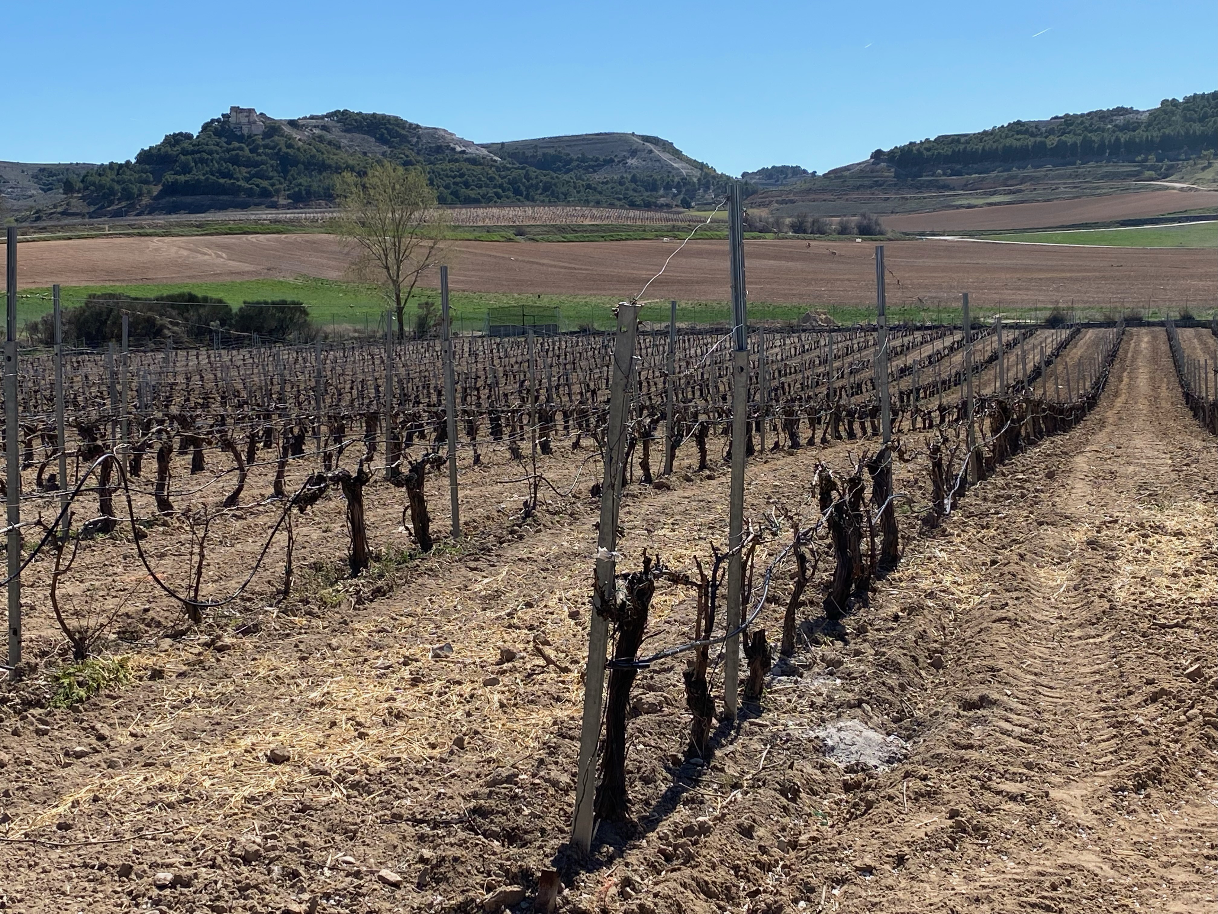 Vineyard